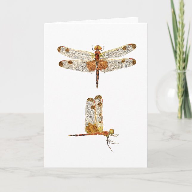 Male Calico Pennant Dragonfly- 2 views Card (Front)