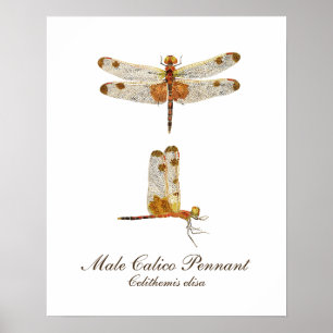 Male Calico Pennant Dragonfly Poster