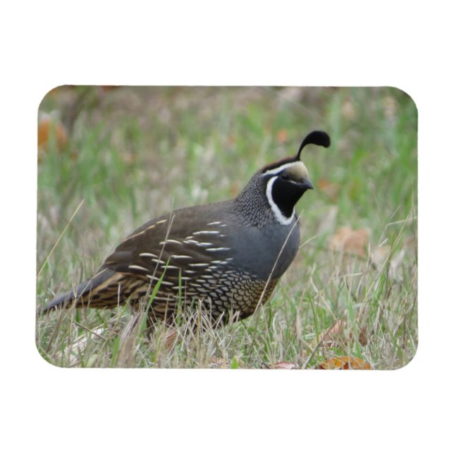 Male California Quail Profile Magnet (Horizontal)