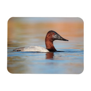 Male canvasback duck magnet
