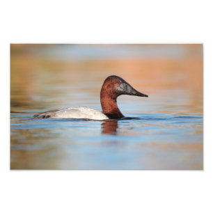 male canvasback duck photo print