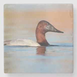 Male canvasback duck stone coaster