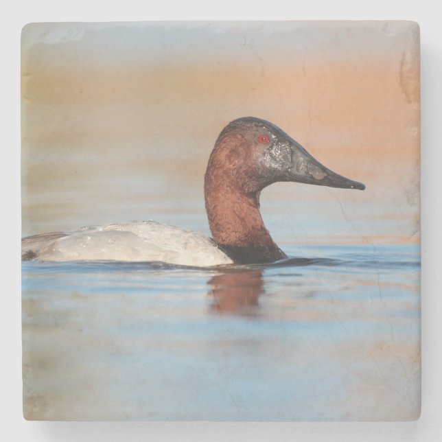 Male canvasback duck stone coaster (Front)