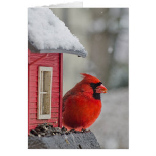Male Cardinal at feeder in snow