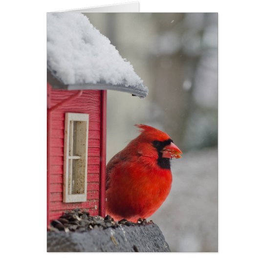 Male Cardinal at feeder in snow Card