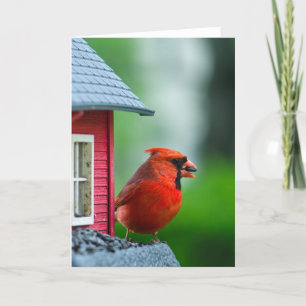 male cardinal at feeder in the Spring Card