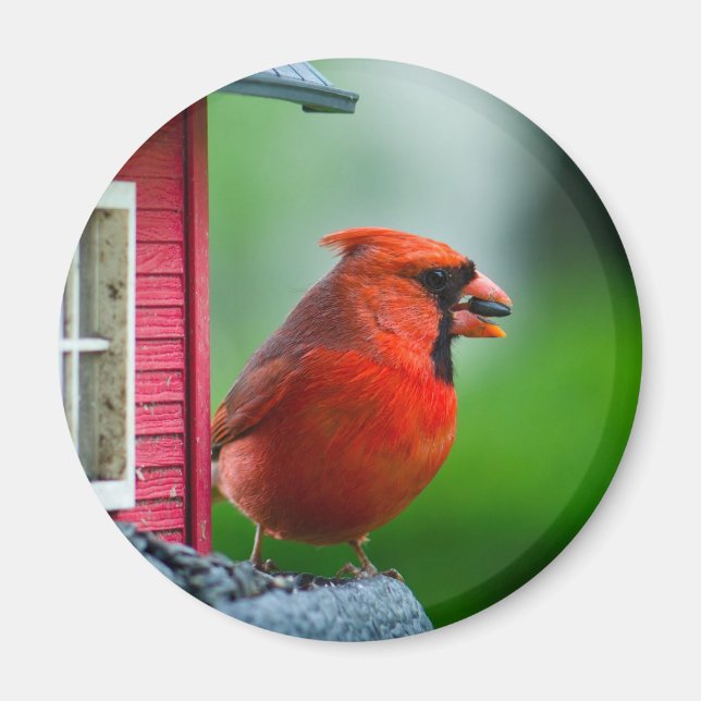 male cardinal at feeder in the Spring Magnet (Front)