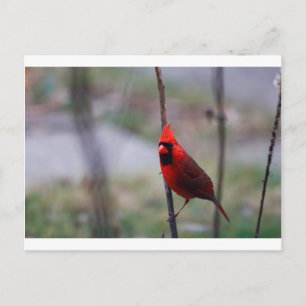 Male Cardinal Bird Postcard