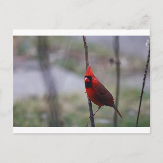 Male Cardinal Bird Postcard (Front)