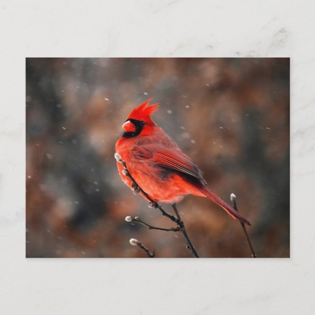 Male Cardinal Bird Postcard (Front)