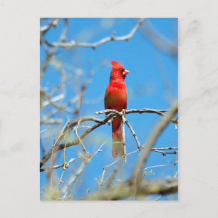 Male Cardinal bird Postcard