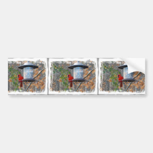 Male Cardinal Bumper Sticker