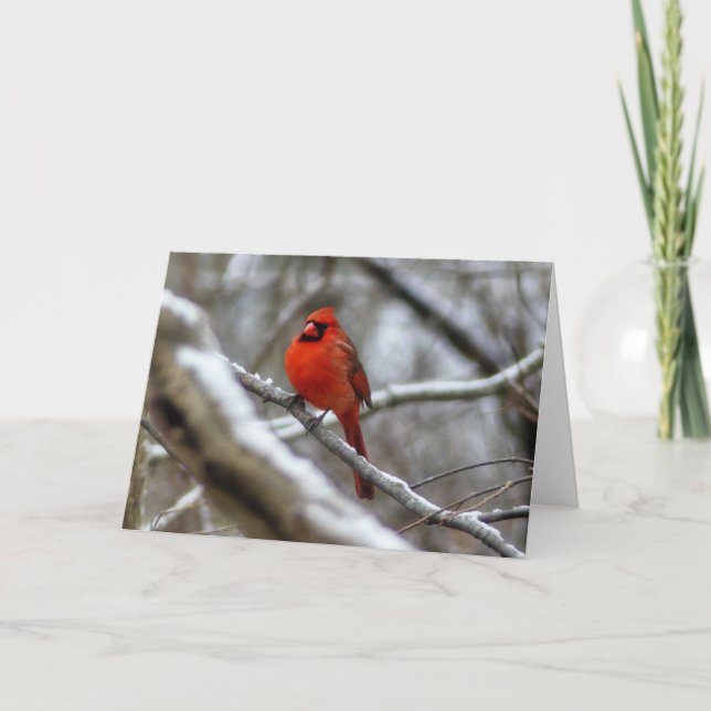 Male Cardinal Card (Front)