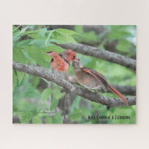 Male Cardinal & Fledgling, bird lover's Jigsaw Puzzle