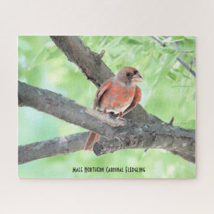 Male Cardinal Fledgling, bird lover's Jigsaw Puzzle