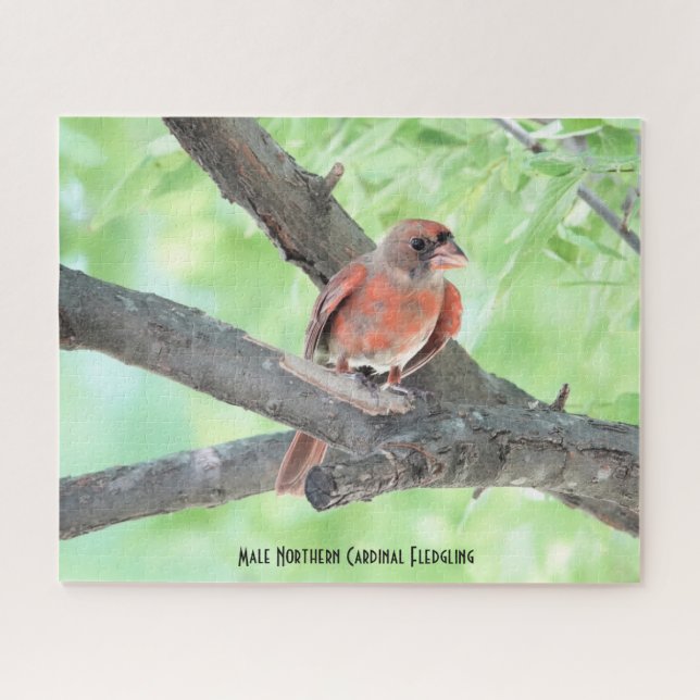 Male Cardinal Fledgling, bird lover's Jigsaw Puzzle (Horizontal)