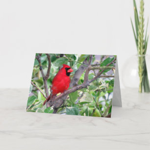 Male Cardinal Greeting Card