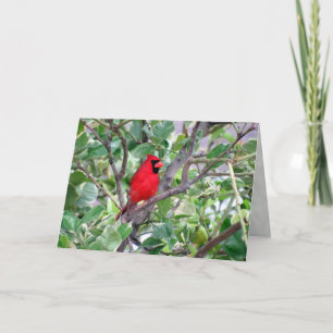 Male Cardinal in Lemon Tree - Greeting Card