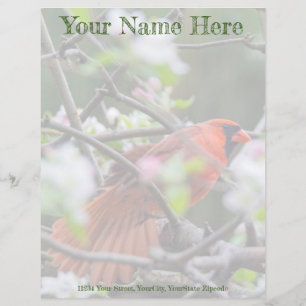 Male Cardinal in Springtime