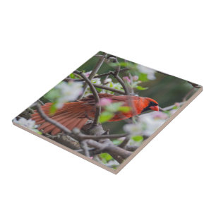 Male Cardinal in Springtime Ceramic Tile