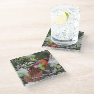 Male Cardinal in Springtime Glass Coaster