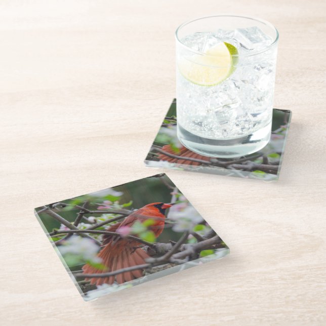 Male Cardinal in Springtime Glass Coaster (Angled)