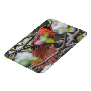 Male Cardinal in Springtime Magnet