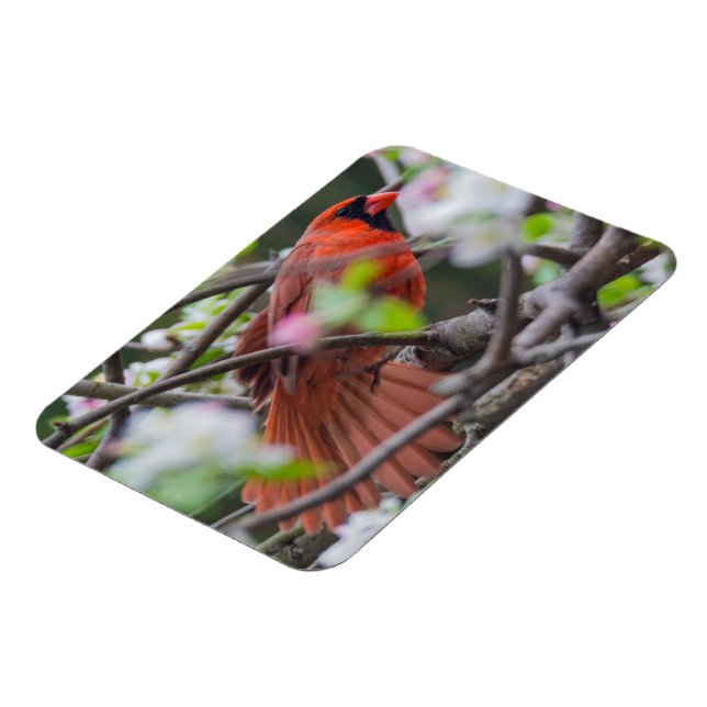 Male Cardinal in Springtime Magnet (Left Side)