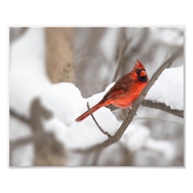 Male Cardinal in the Snow Photo Print (Front)