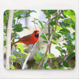 Male Cardinal Mouse Pad