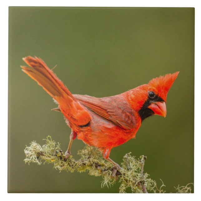 Male Cardinal on Limb Ceramic Tile (Front)