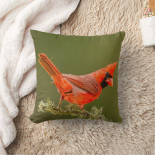 Male Cardinal on Limb Cushion