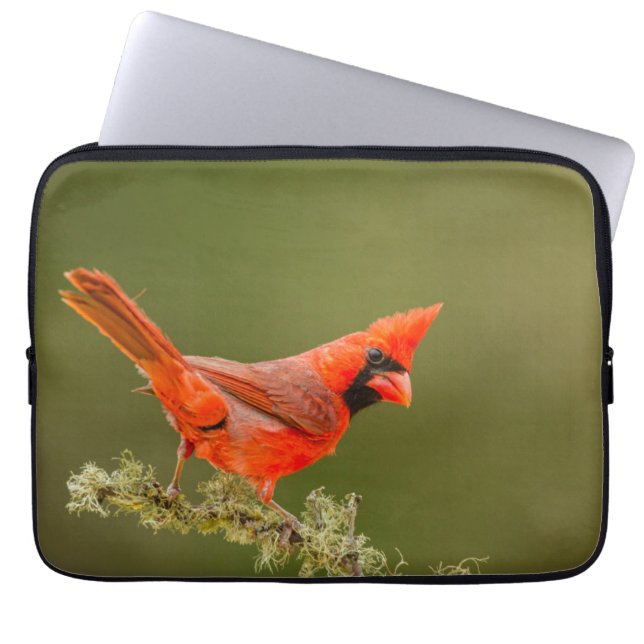 Male Cardinal on Limb Laptop Sleeve (Front)