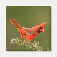 Male Cardinal on Limb