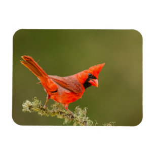 Male Cardinal on Limb Magnet