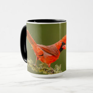 Male Cardinal on Limb Mug