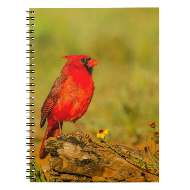 Male Cardinal on Log Notebook (Front)