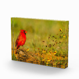 Male Cardinal on Log Photo Block
