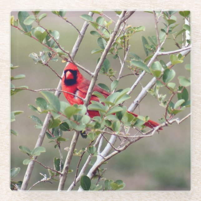 Male Cardinal Photo Glass Coaster (Front)