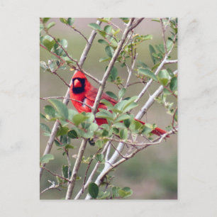 Male Cardinal Photo Postcard