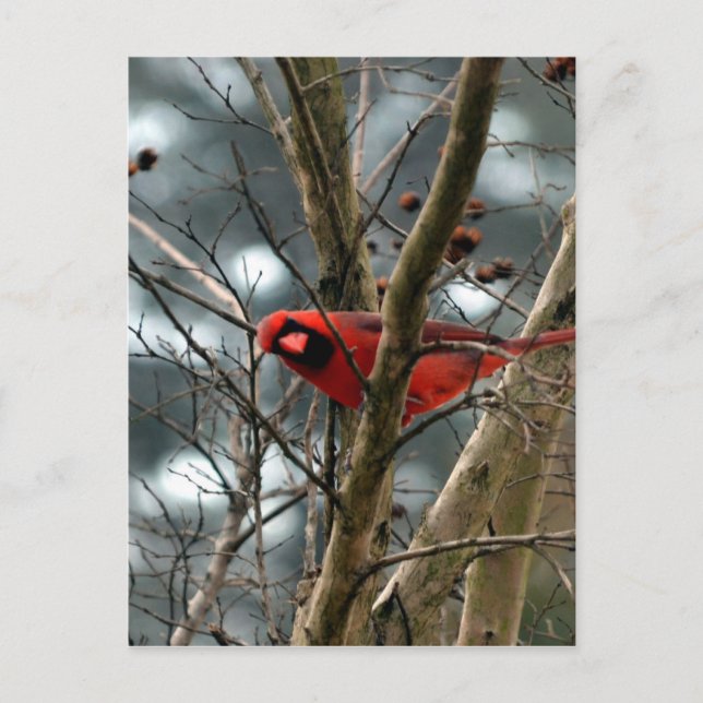 Male Cardinal Playing Funny Postcard (Front)