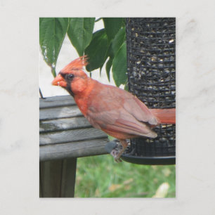 Male Cardinal Postcard