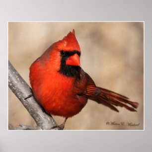 Male Cardinal Poster
