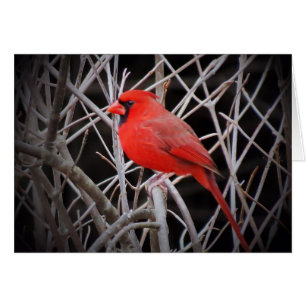 Male Cardinal Red - Bird
