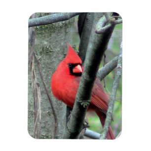 Male Cardinal ( Spring) Magnet