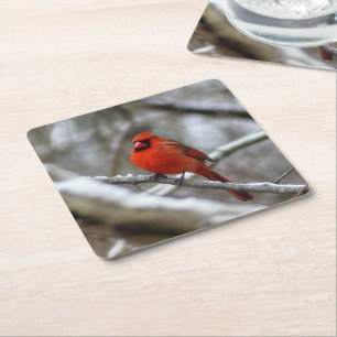 Male Cardinal Square Paper Coaster