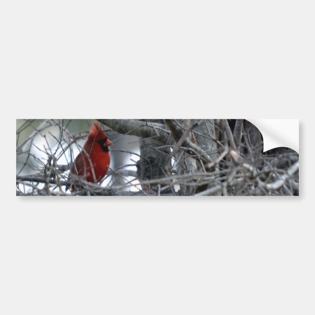 Male Cardinal Watch Guard Bumper Sticker (Front)