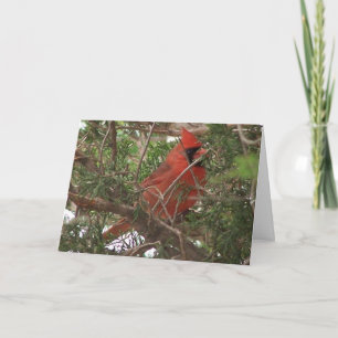 Male Cardinal, Wonderful Day Card