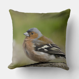 Male Chaffinch (WILD: Fringilla coelebs) Cushion