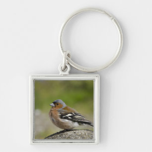 Male Chaffinch (WILD: Fringilla coelebs) Key Ring